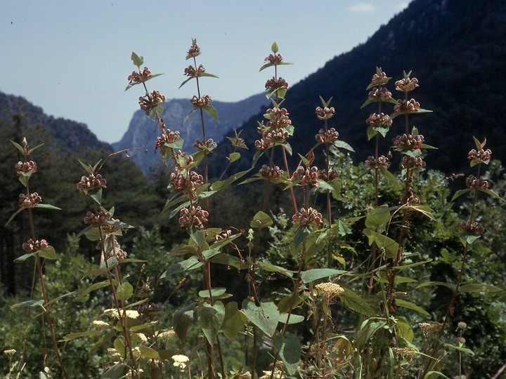 Phlomis samia