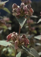 Phlomis samia