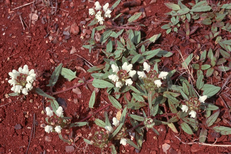 Prunella laciniata