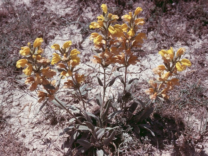 Phlomis siehana cfr