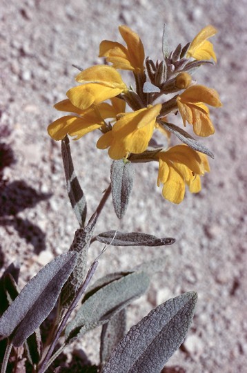 Phlomis siehana cfr