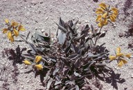 Phlomis siehana cfr