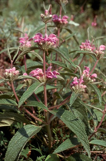 Phlomis herba-venti