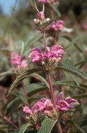 Phlomis herba-venti