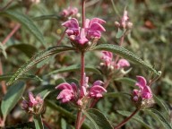 Phlomis herba-venti