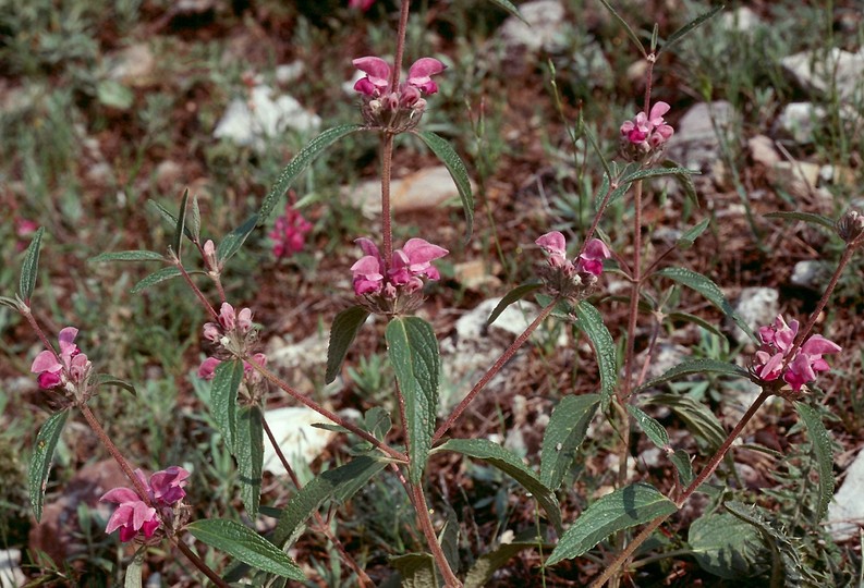 Phlomis herba-venti