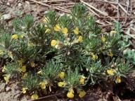 Ajuga chamaepitys