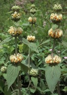 Phlomis sp.