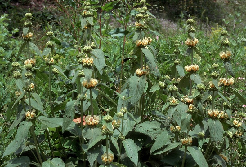 Phlomis sp.