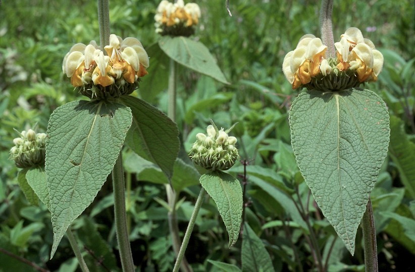 Phlomis sp.