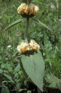 Phlomis sp.