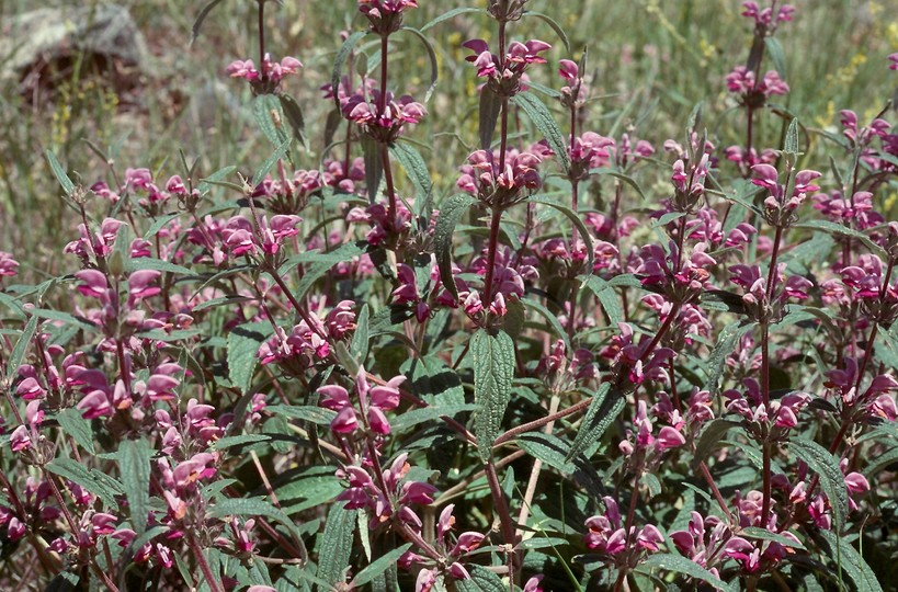 Phlomis herba-venti