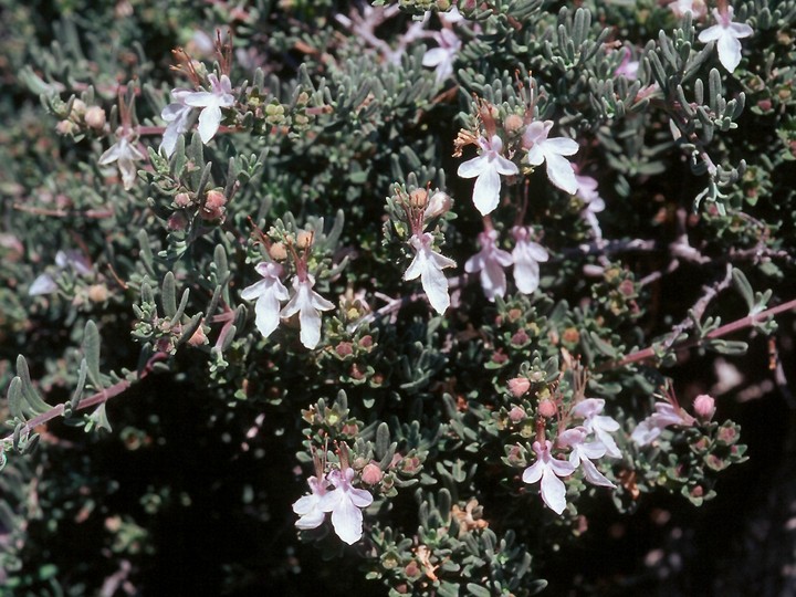 Teucrium brevifolium