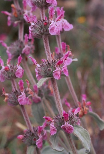 Stachys cretica