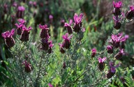 Lavandula stoechas