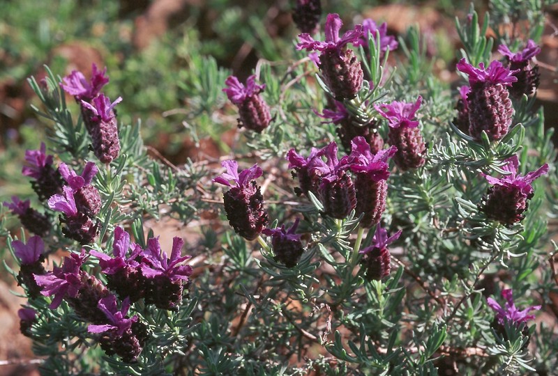 Lavandula stoechas