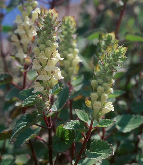 Scutellaria hirta