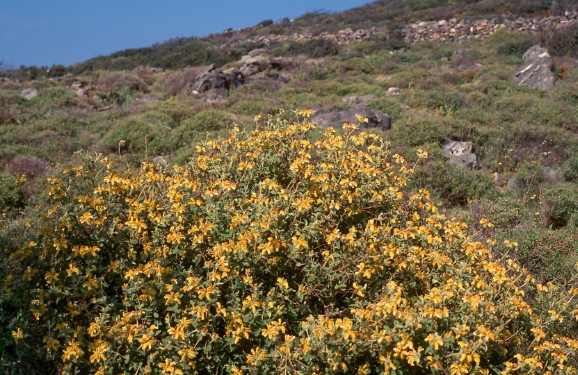 Phlomis lanata