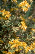 Phlomis lanata