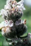 Stachys tournefortii