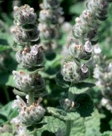 Stachys tournefortii