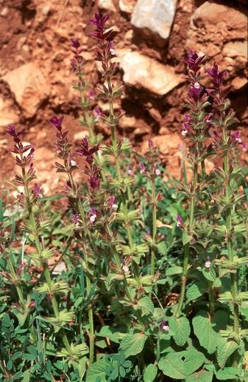 Salvia viridis