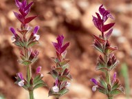 Salvia viridis