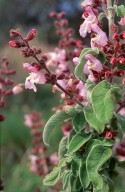 Salvia triloba