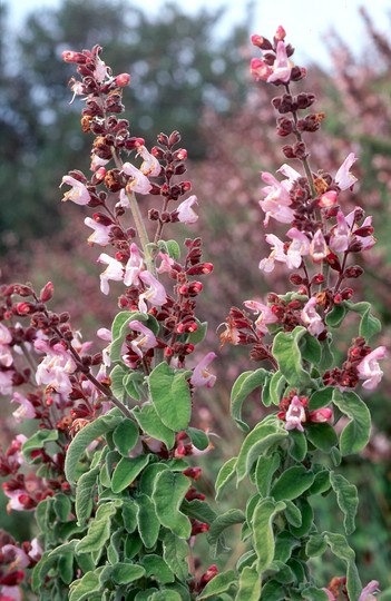 Salvia triloba