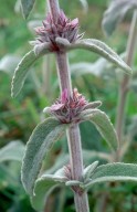 Stachys cretica