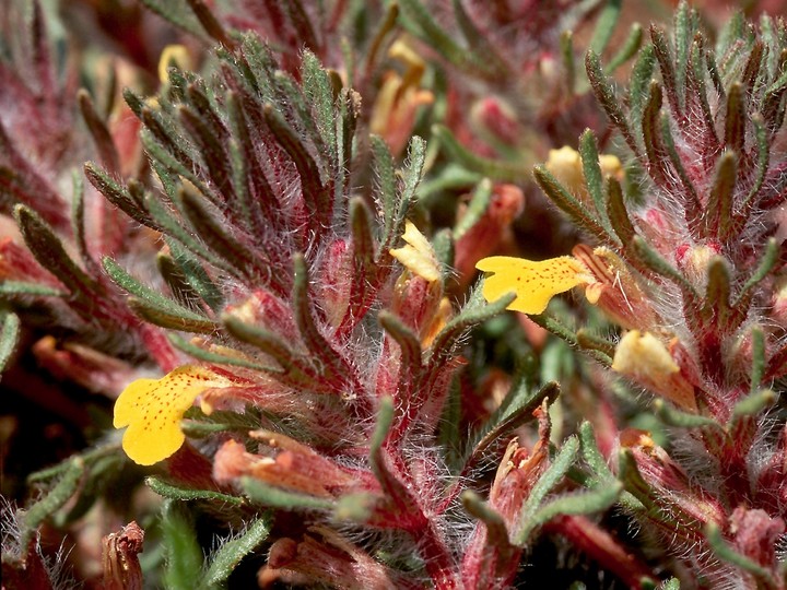 Ajuga chamaepitys