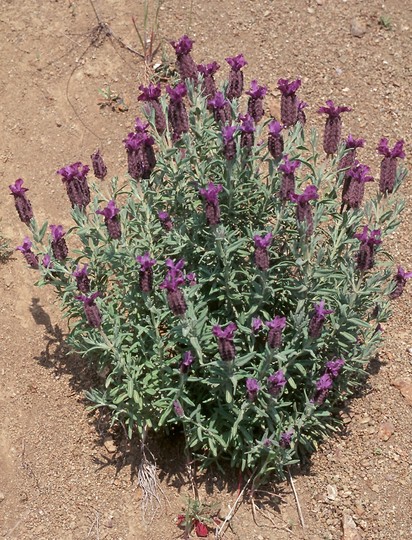 Lavandula stoechas