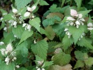 Lamium moschatum