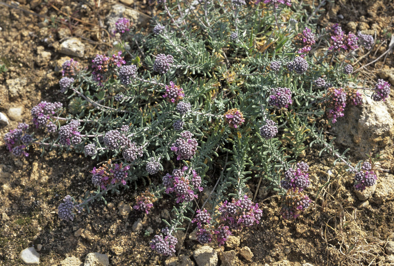 Teucrium polium ssp. polium