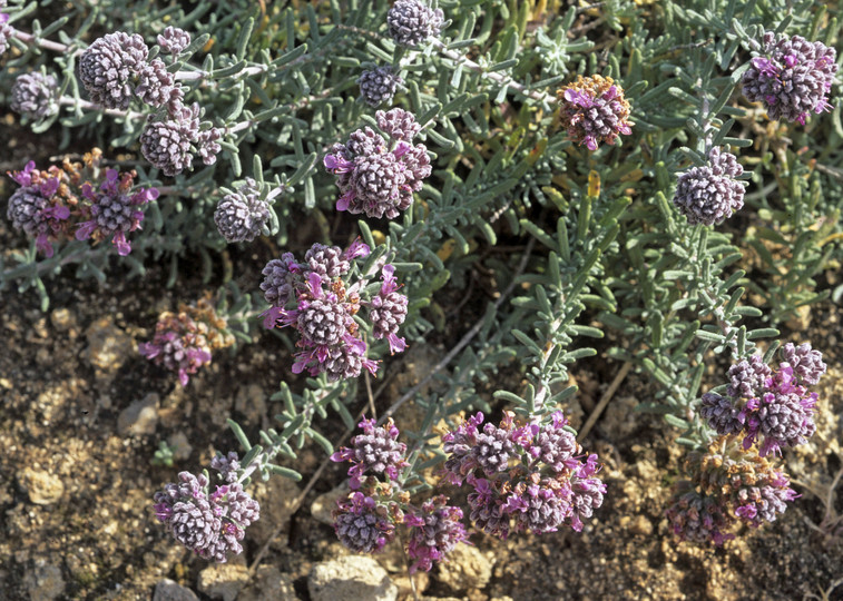 Teucrium polium ssp. polium