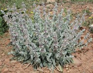 Stachys cretica