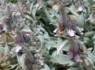 Stachys cretica