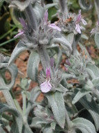 Stachys cretica