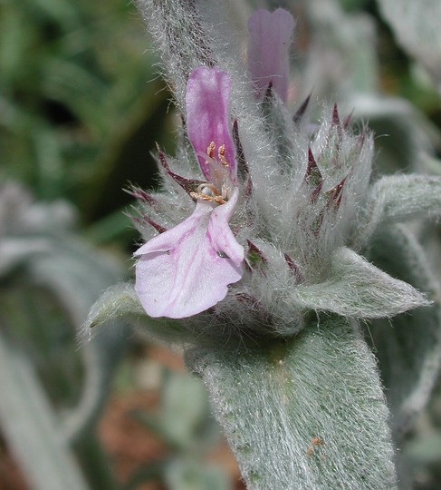 Stachys cretica