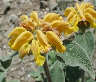 Phlomis fruticosa