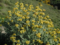 Phlomis fruticosa