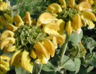 Phlomis fruticosa