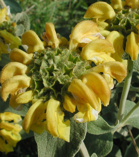 Phlomis fruticosa