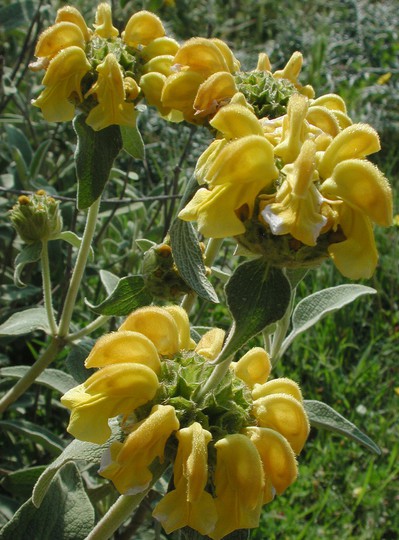 Phlomis fruticosa