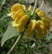 Phlomis fruticosa