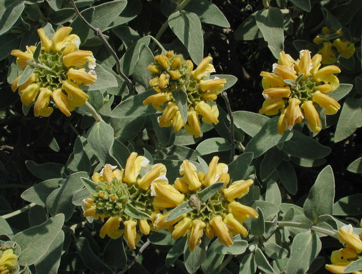 Phlomis fruticosa