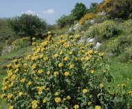 Phlomis fruticosa