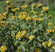 Phlomis fruticosa