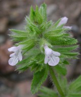 Sideritis curvidens