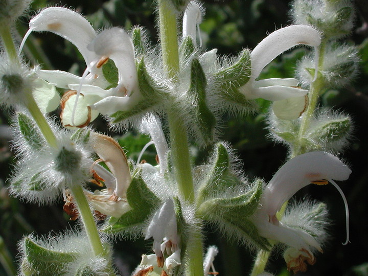 Salvia sp.1